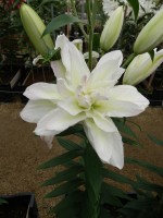 [5298 Snowboard No02.JPG]